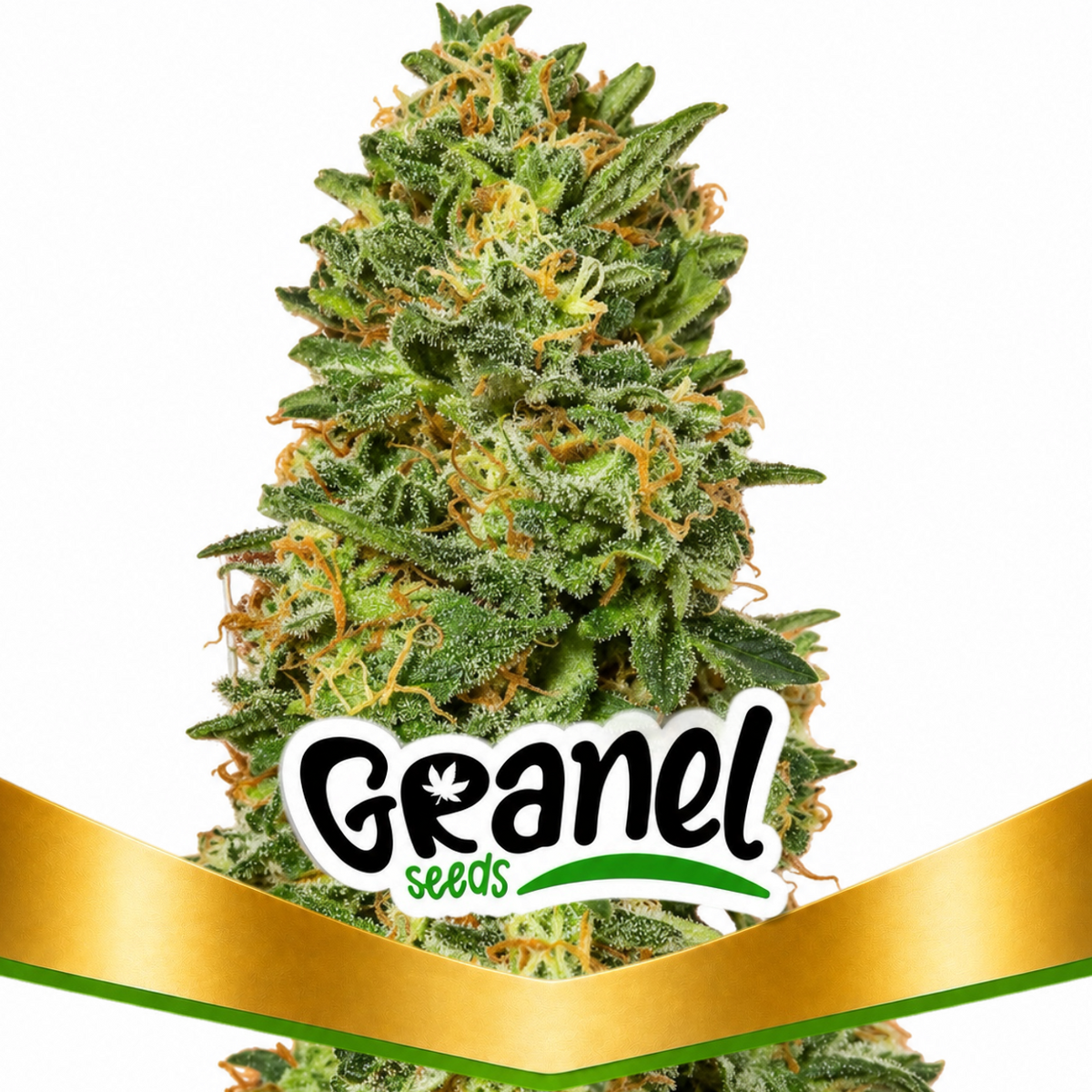 CBD TONIC FEM - GRANELSEEDS