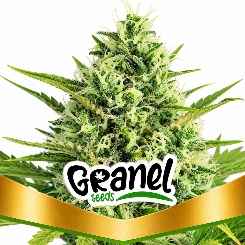 DEEP MANDARINE CBD FEM - GRANELSEEDS-1