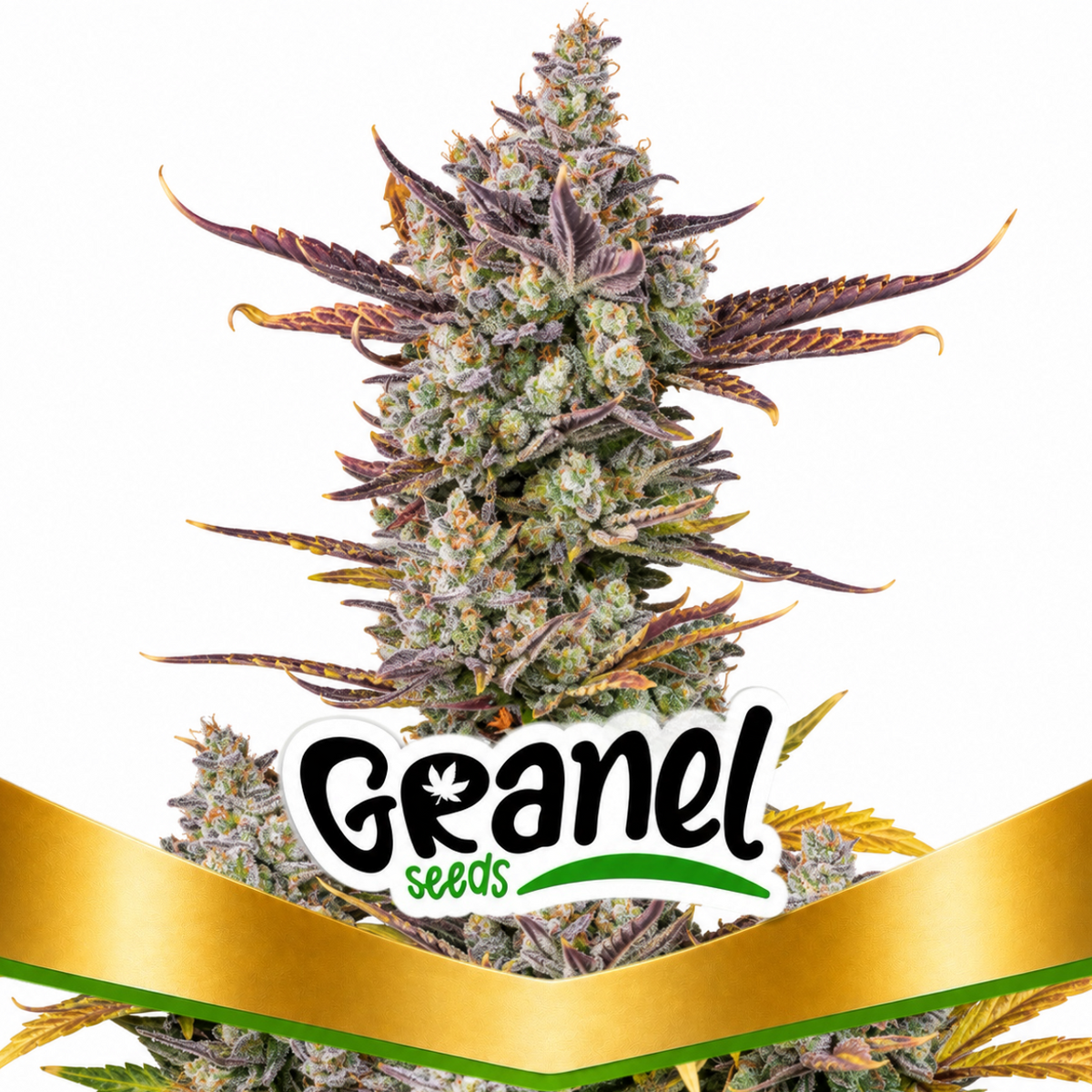 CHOCOLOMBIAN FEM - GRANELSEEDS-1