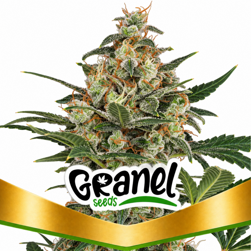 CHEESE AUTO - GRANELSEEDS-1