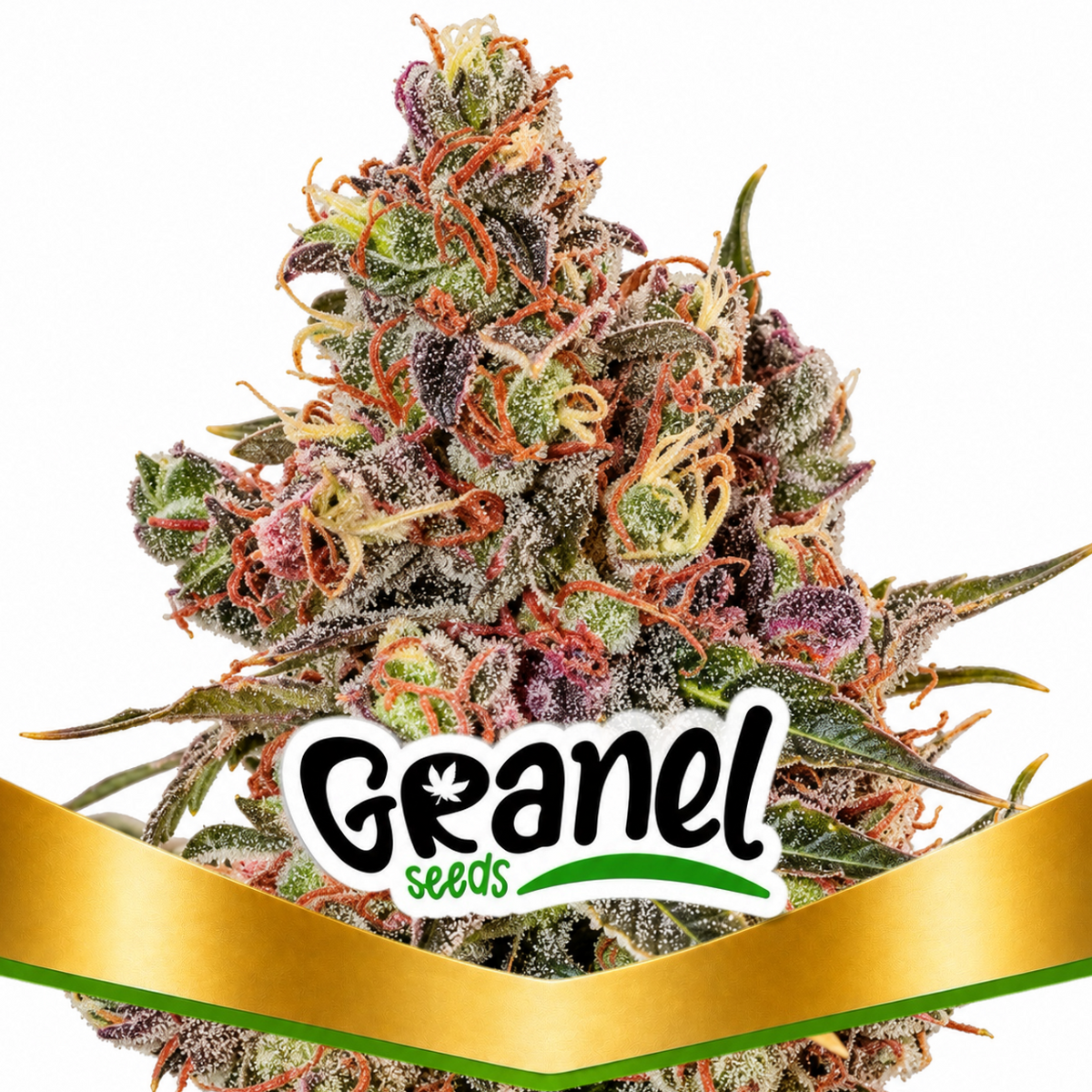 BLACKGRAPE AUTO - GRANELSEEDS-1