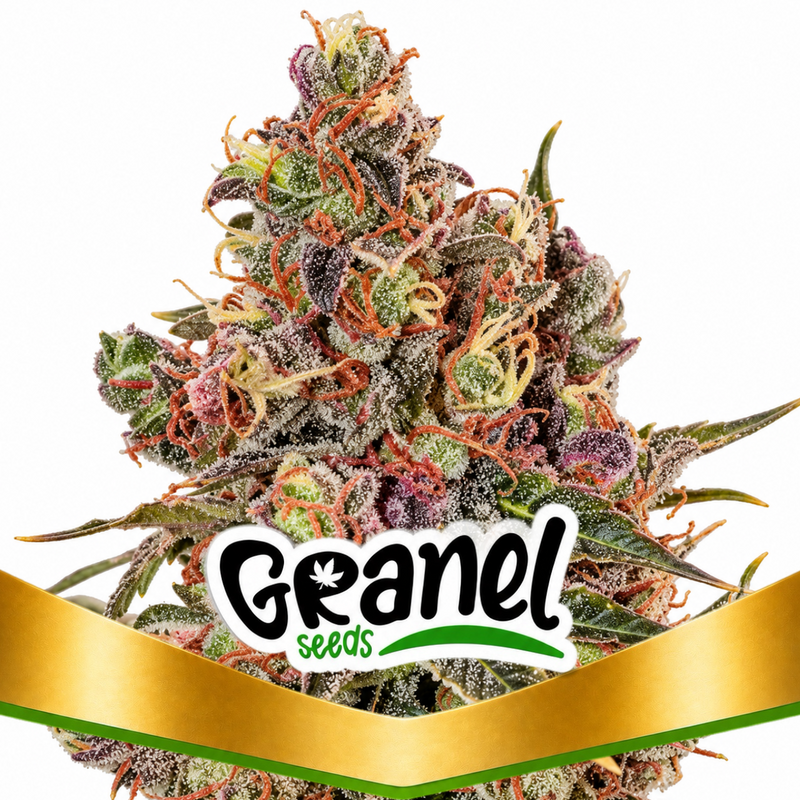 BLACKGRAPE AUTO - GRANELSEEDS-1