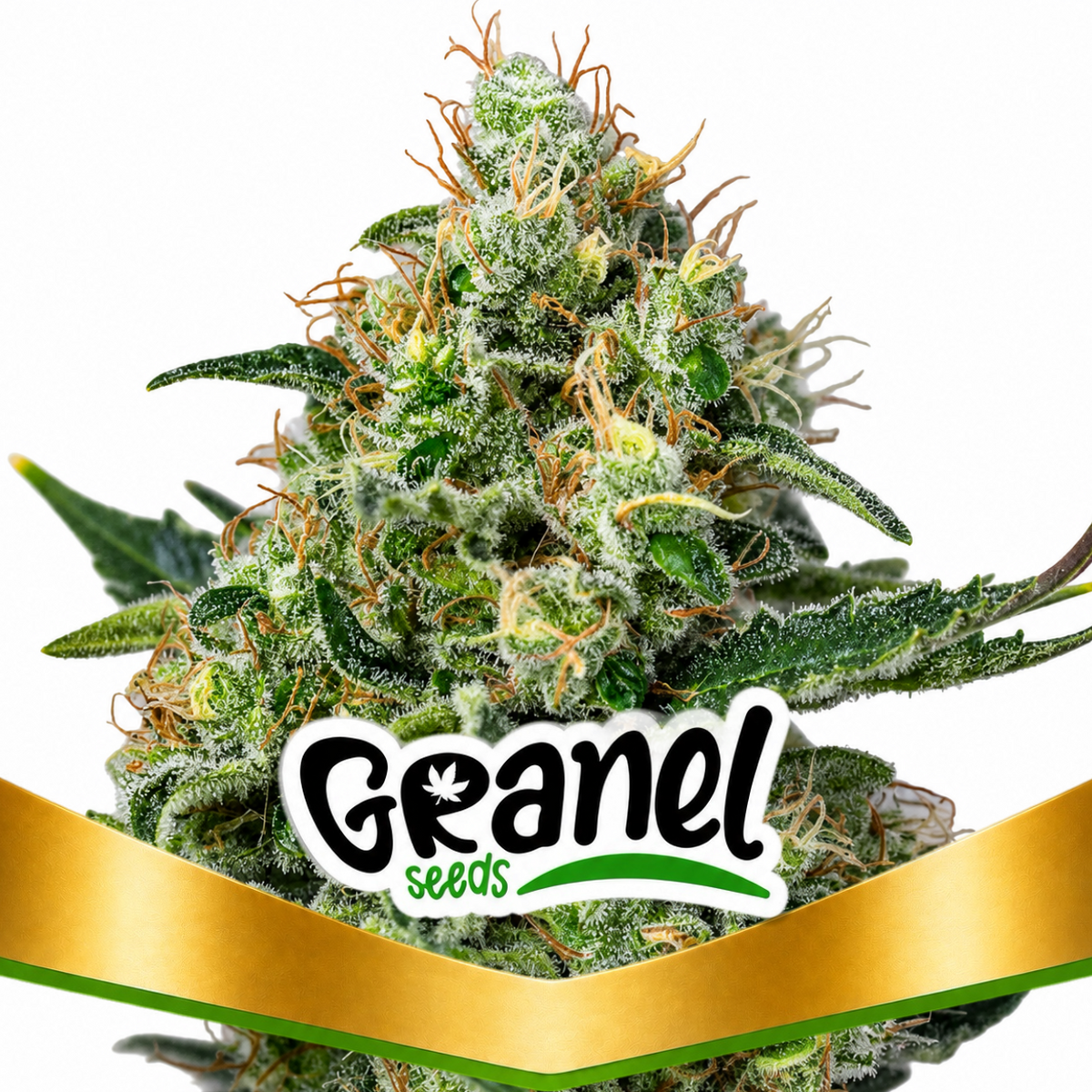 CREAM CARAMEL FEM - GRANELSEEDS-1
