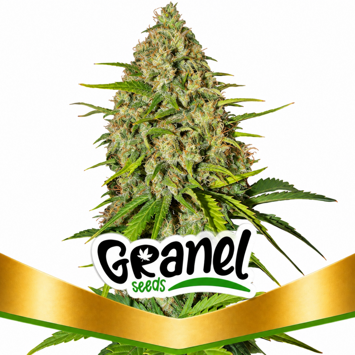 GRAPE FRUIT AUTO - GRANELSEEDS-1