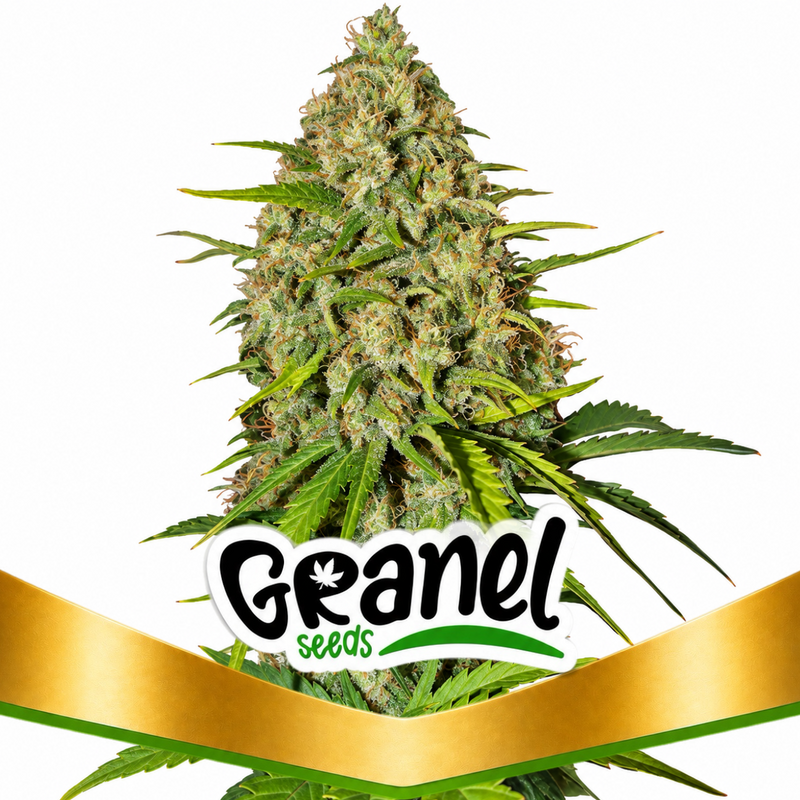 GRAPE FRUIT AUTO - GRANELSEEDS-1