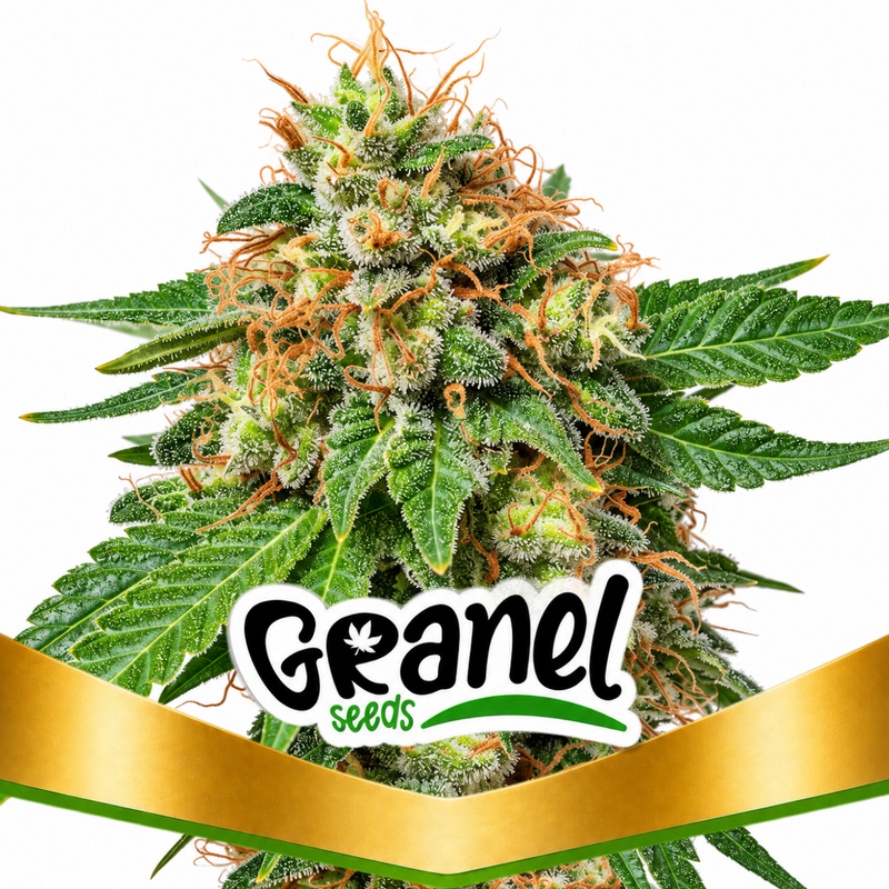 GREEN CRACK AUTO - GRANELSEEDS-1