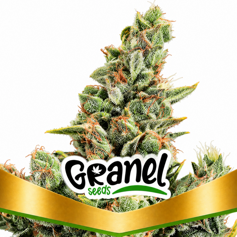 CHEESE FEM - GRANELSEEDS-1