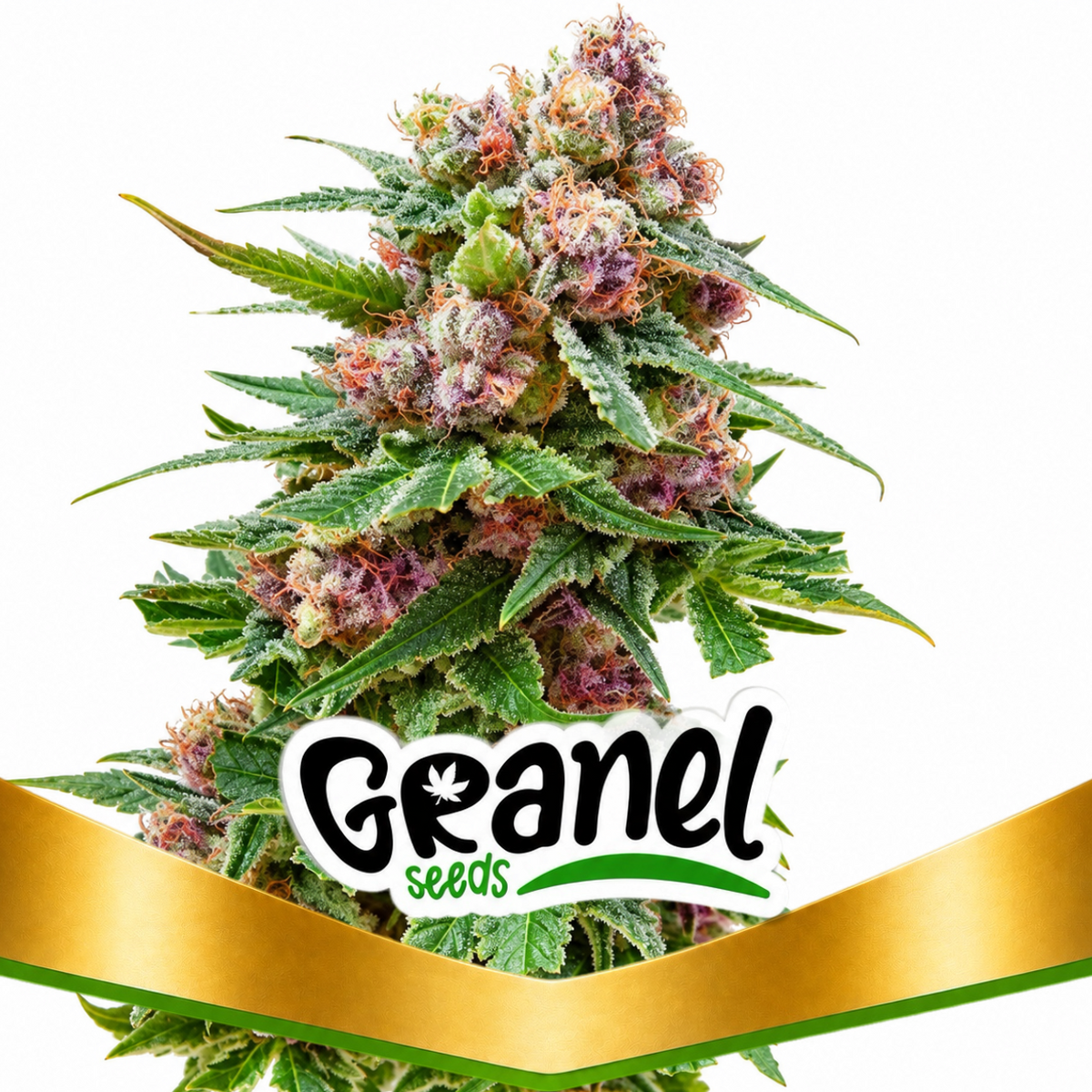 GRAPE FRUIT X OG KUSH AUTO - GRANELSEEDS-1