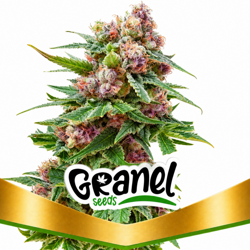 GRAPE FRUIT X OG KUSH AUTO - GRANELSEEDS-1