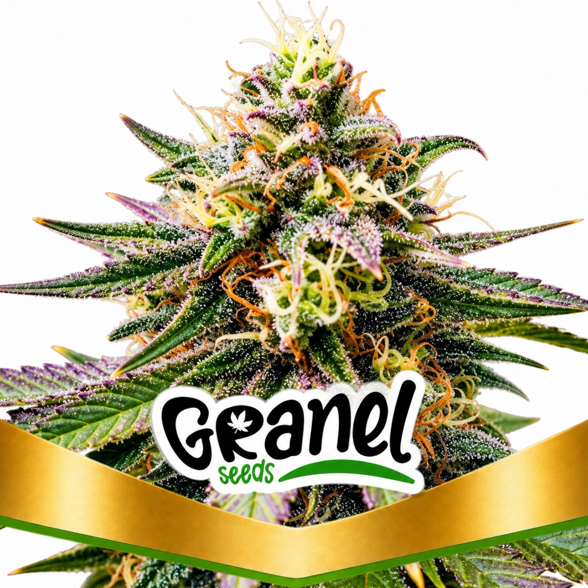 CRITICAL CARAMEL AUTO - GRANELSEEDS