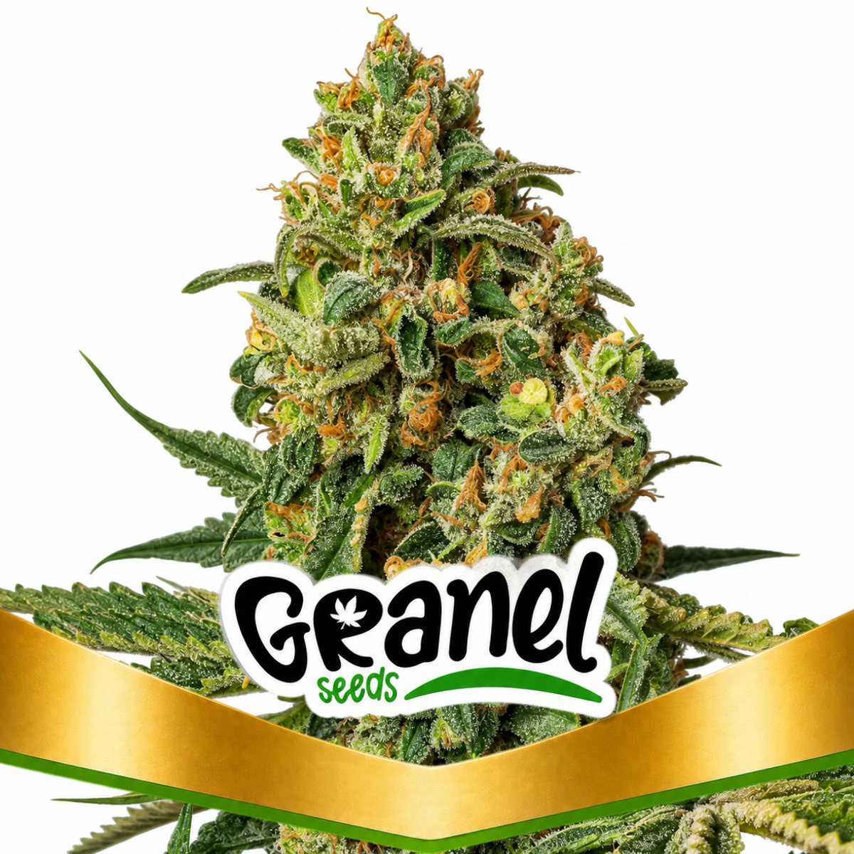 BRUCE BANNER FEM - GRANELSEEDS