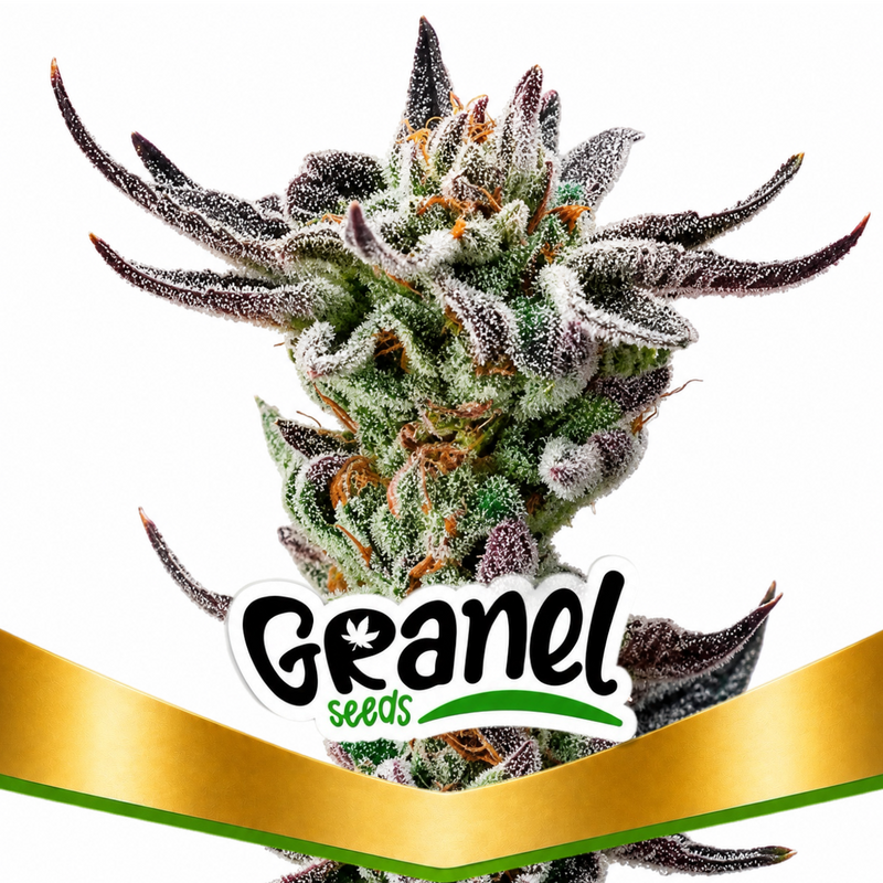 GORILLA GLUE FAST - GRANELSEEDS-1