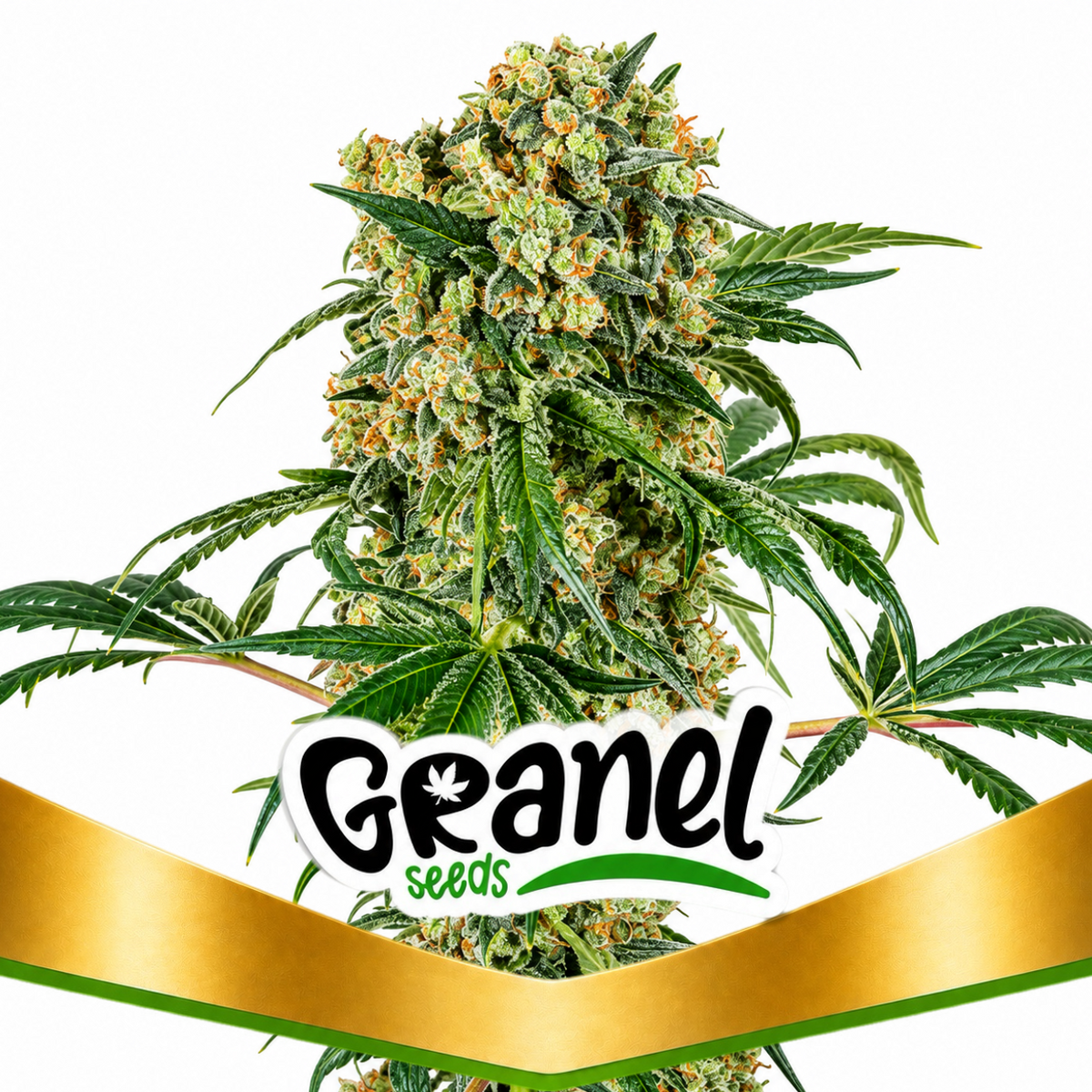 BIG KUSH FAST - GRANELSEEDS