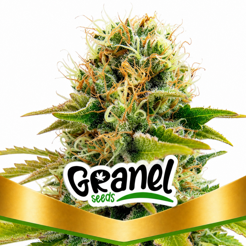 BLUEBERRY FEM - GRANELSEEDS-1