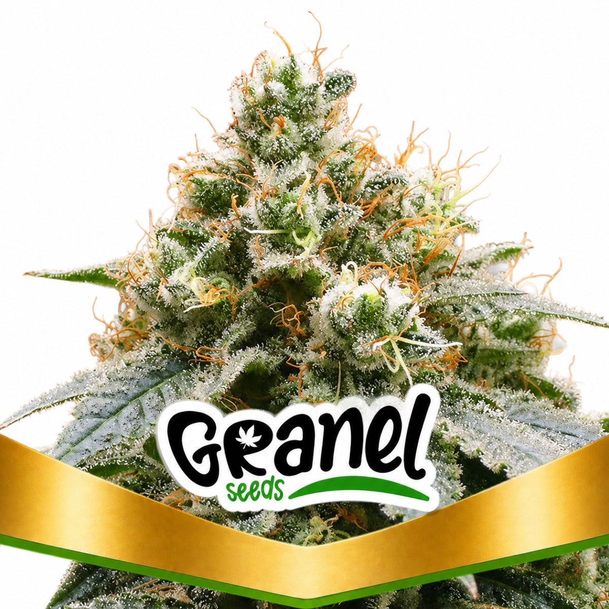 GORILLA GLUE FEM - GRANELSEEDS-1