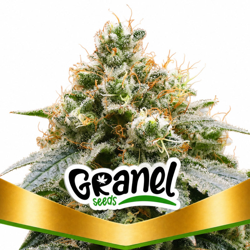 GORILLA GLUE FEM - GRANELSEEDS-1