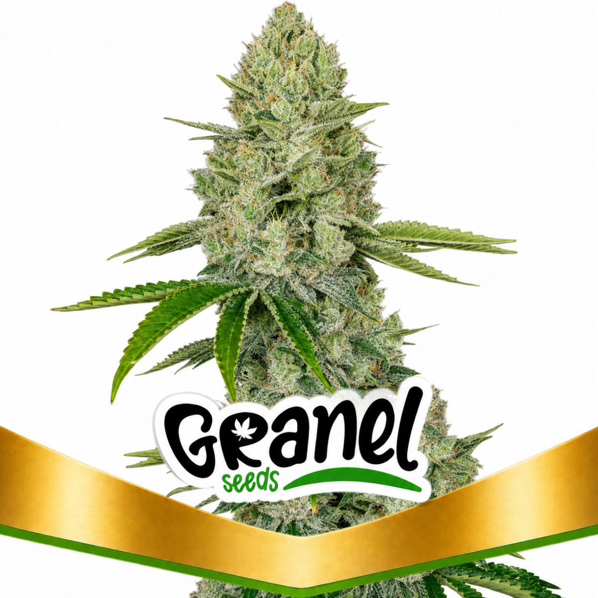 GORILLA GLUE AUTO - GRANELSEEDS