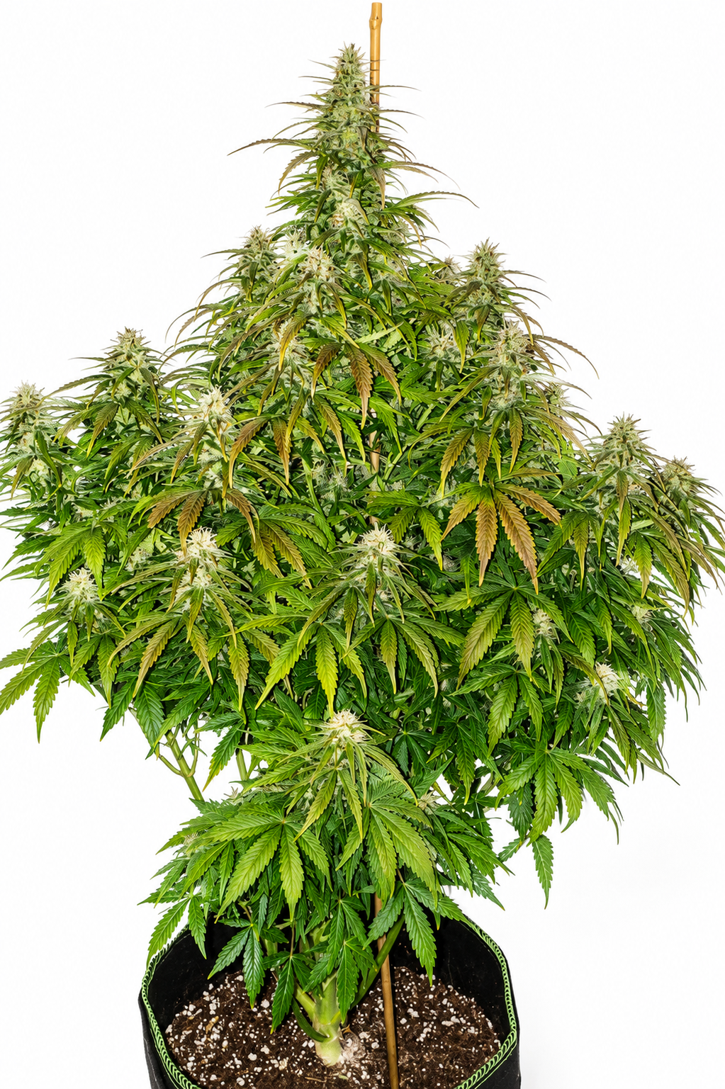 CRITICAL AUTO - GRANELSEEDS