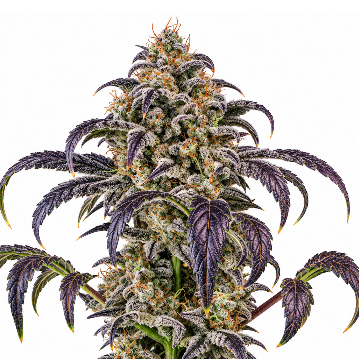 BLACKGRAPE AUTO - GRANELSEEDS