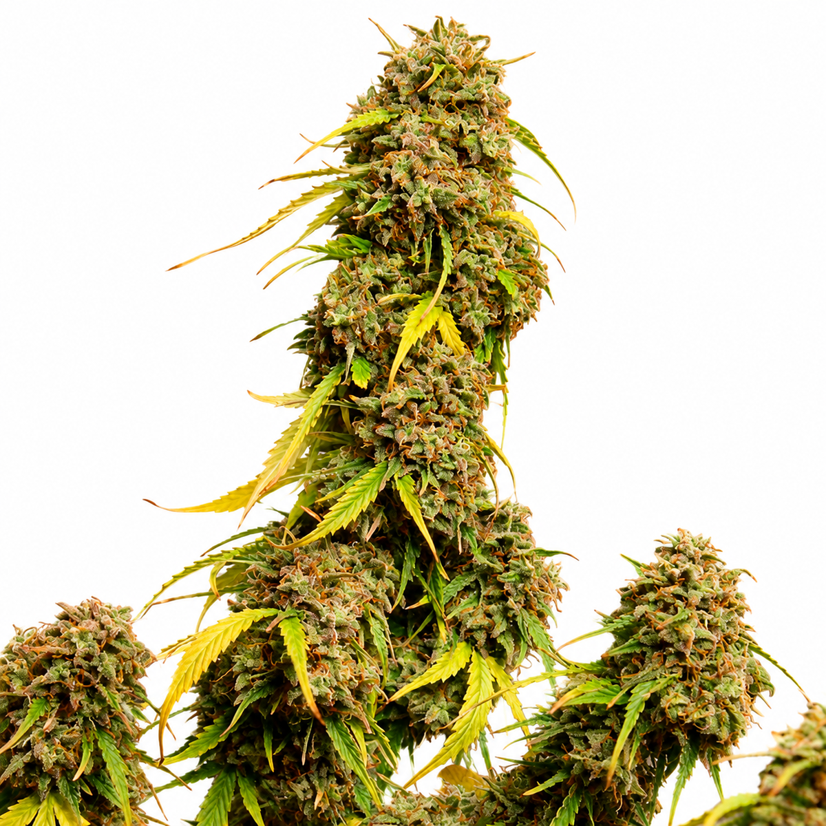 GORILLA GLUE FEM - GRANELSEEDS