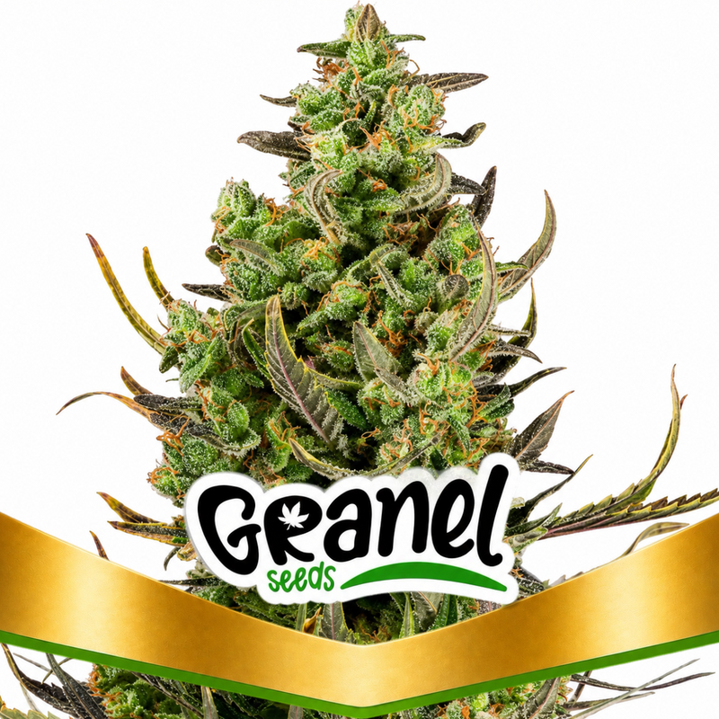 CRITICAL AUTO - GRANELSEEDS-1