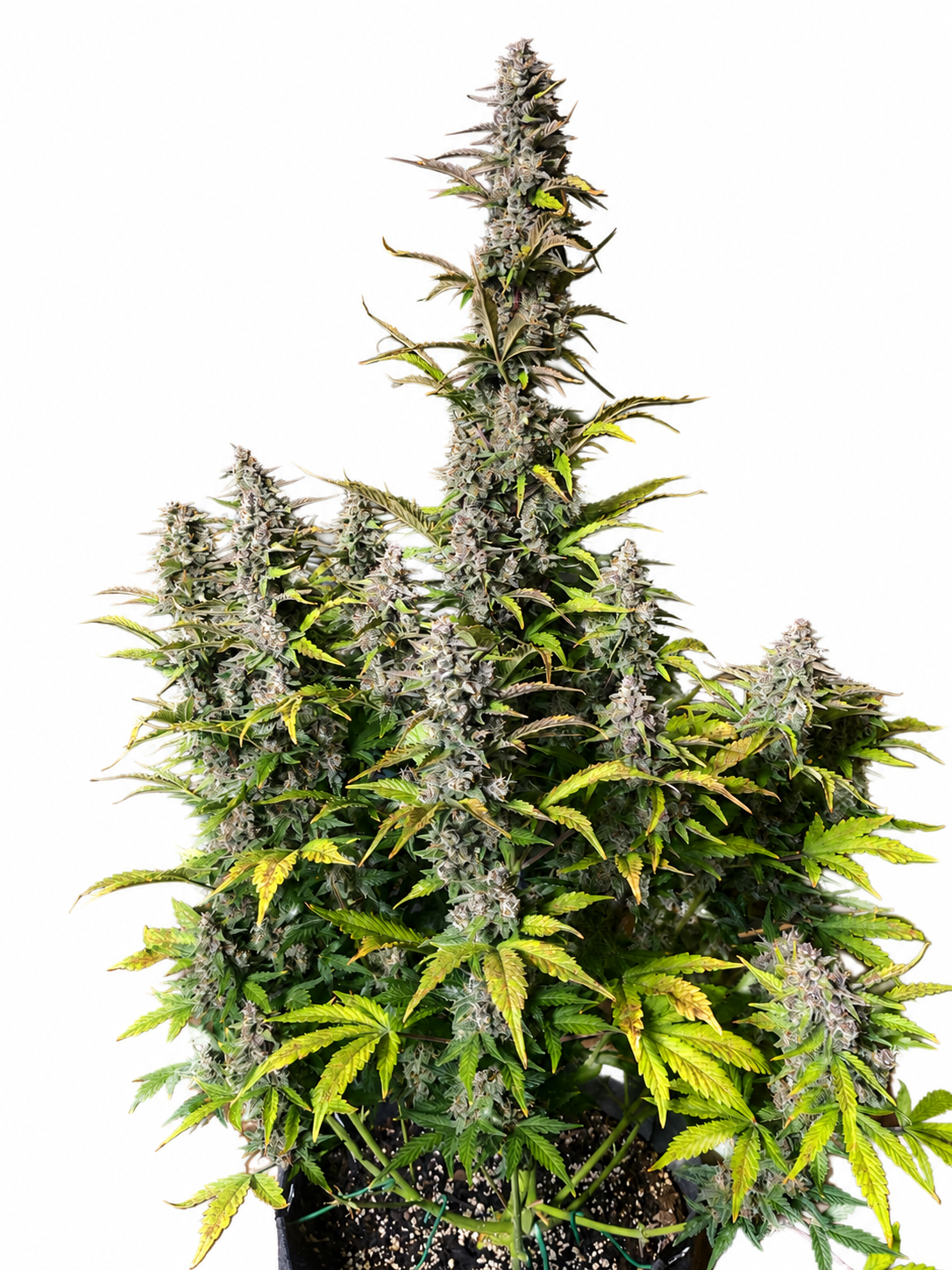 GORILLA COOKIES AUTO - GRANELSEEDS