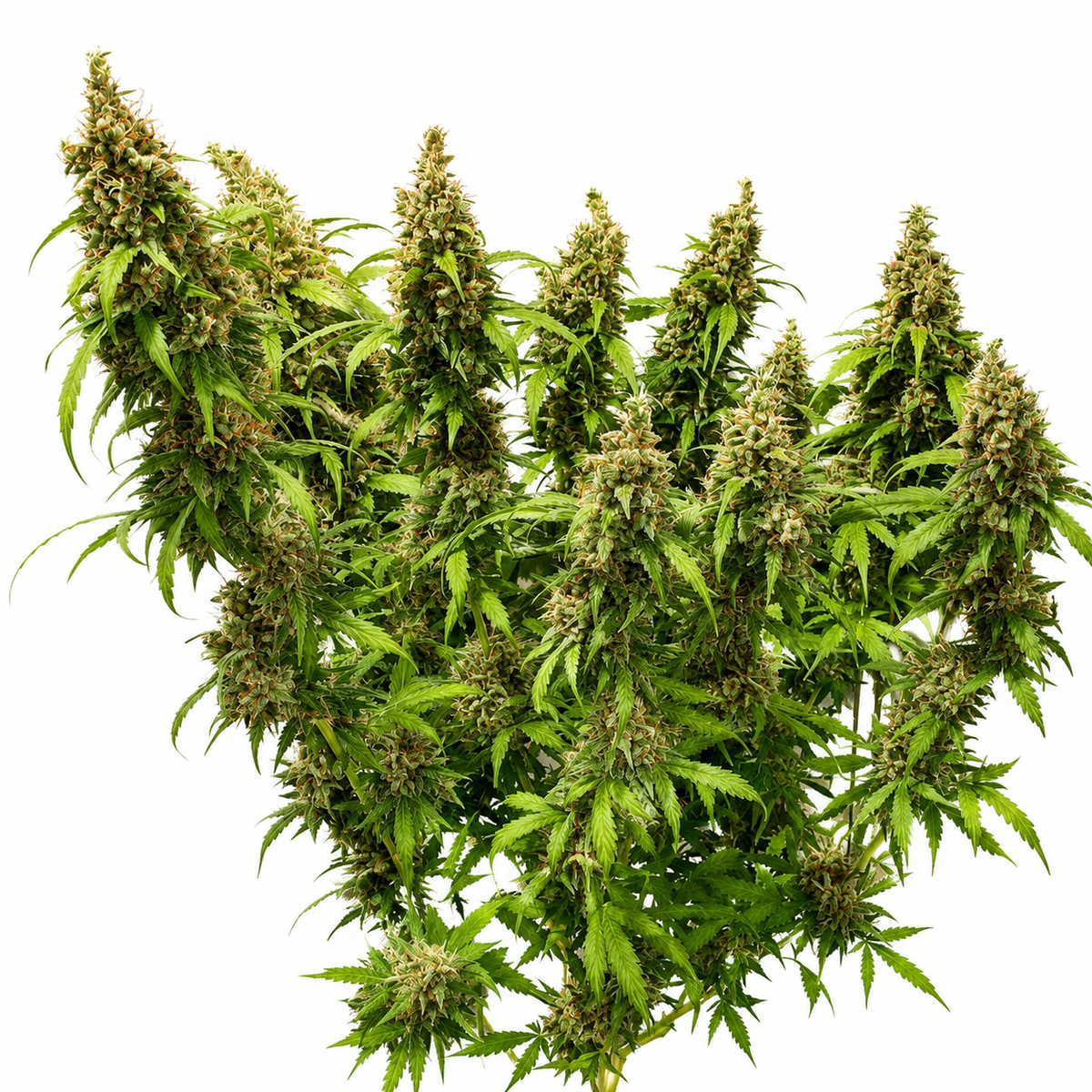 CRITICAL ORANGE PUNCH AUTO - GRANELSEEDS
