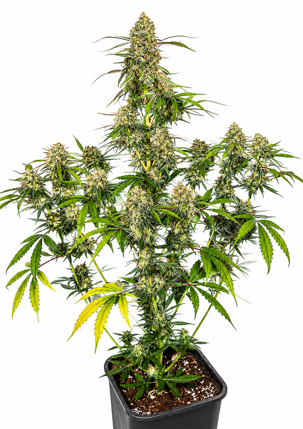 BIG KUSH FAST - GRANELSEEDS