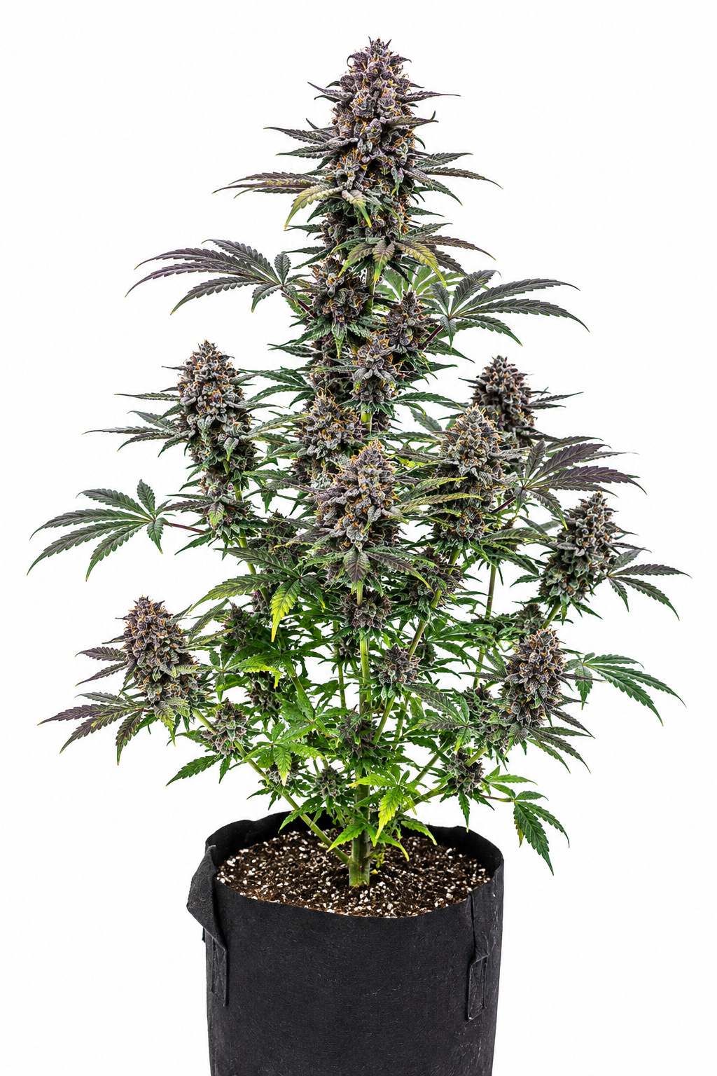 BLUEBERRY FEM - GRANELSEEDS