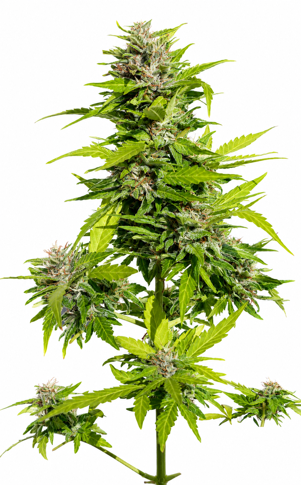 AK 47 AUTO - GRANELSEEDS