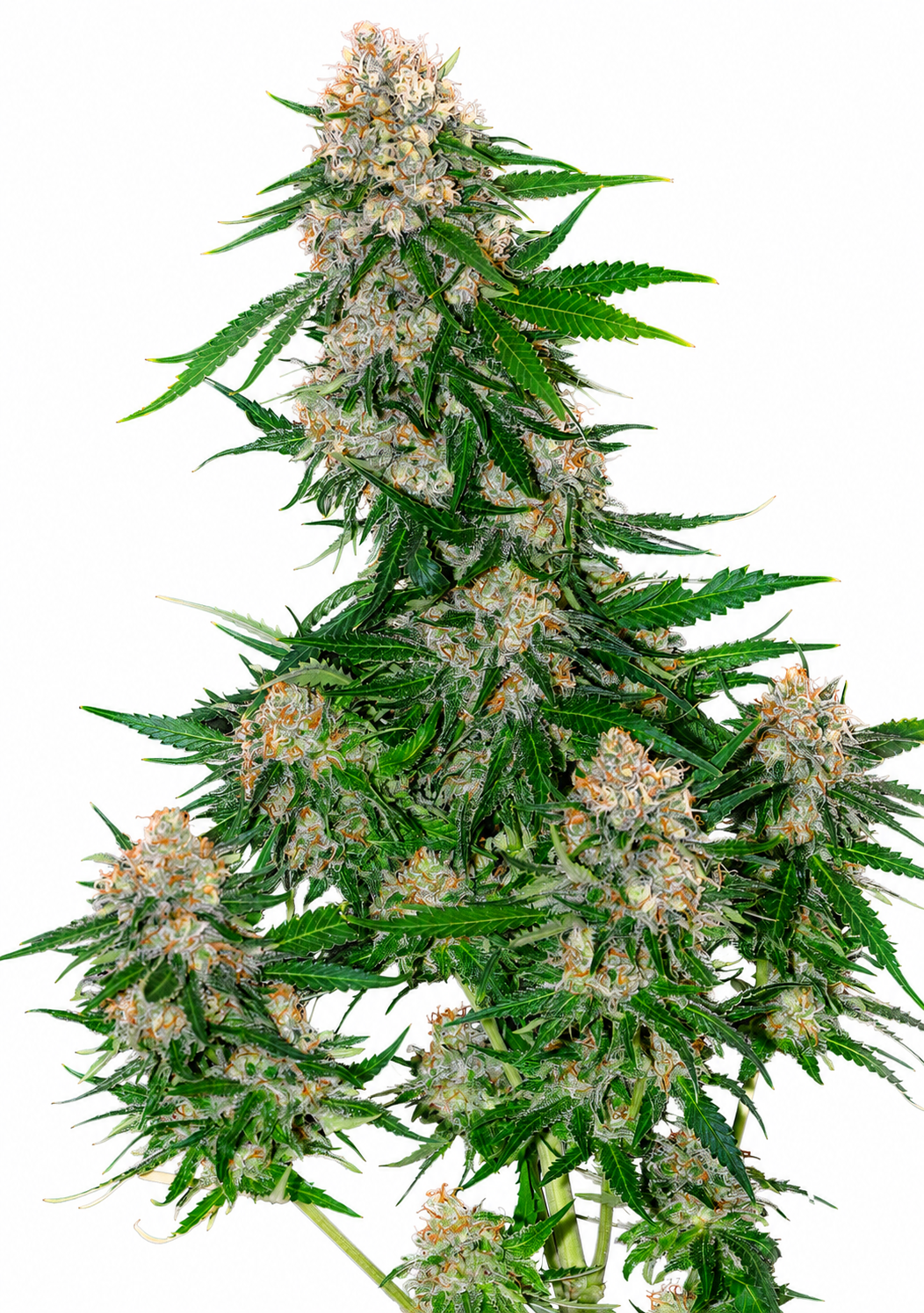 CRITICAL SKUNK FEM - GRANELSEEDS