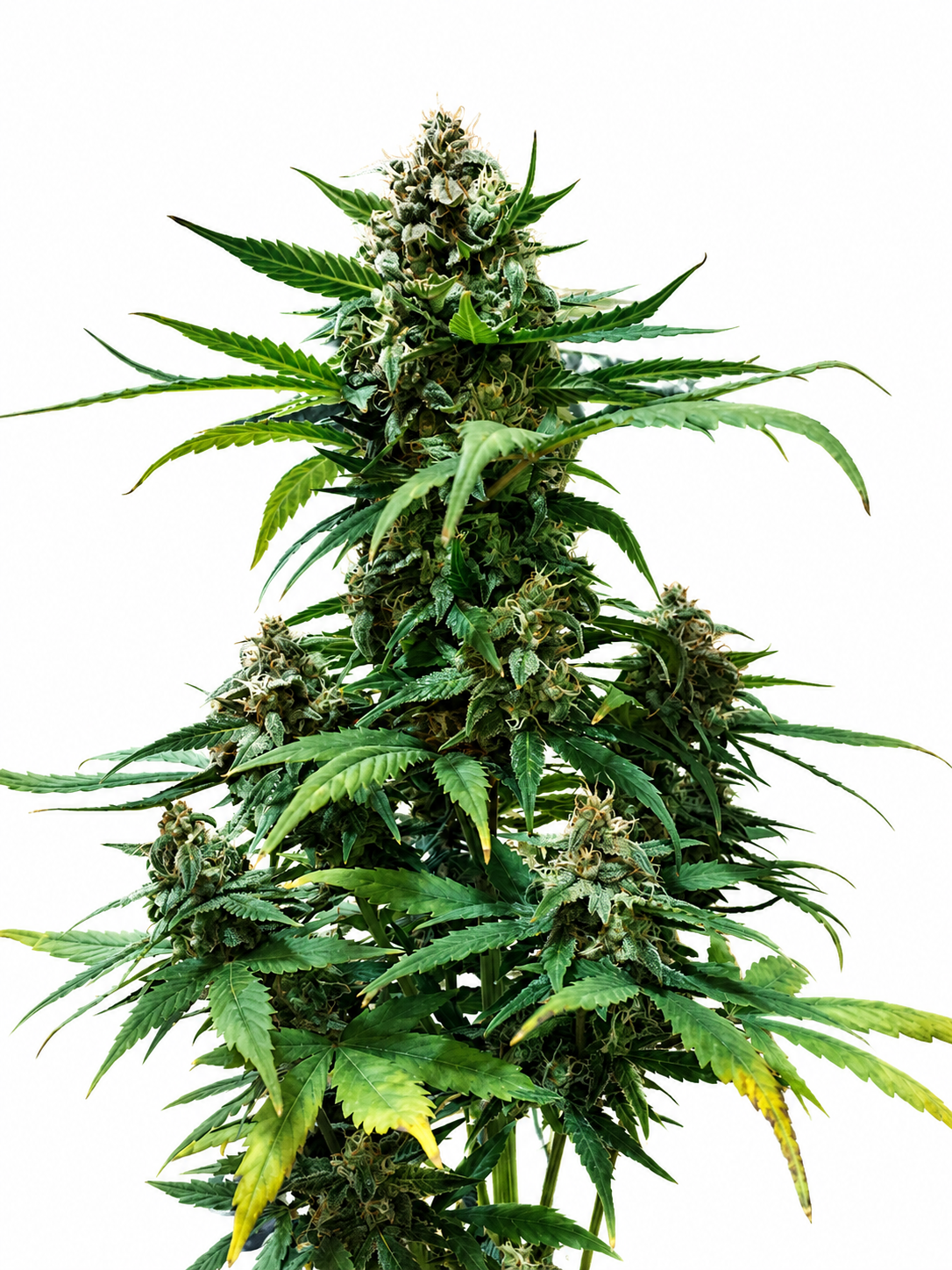 AFGHAN AUTO - GRANELSEEDS-2