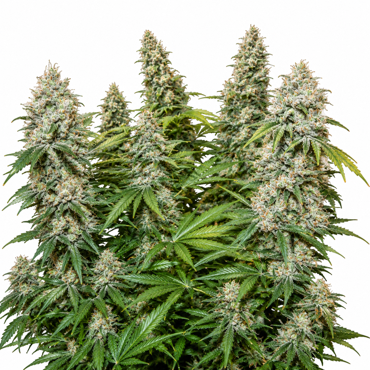 CRITICAL BILBO FEM - GRANELSEEDS