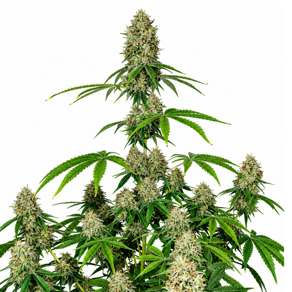 CRITICAL KALI FEM - GRANELSEEDS
