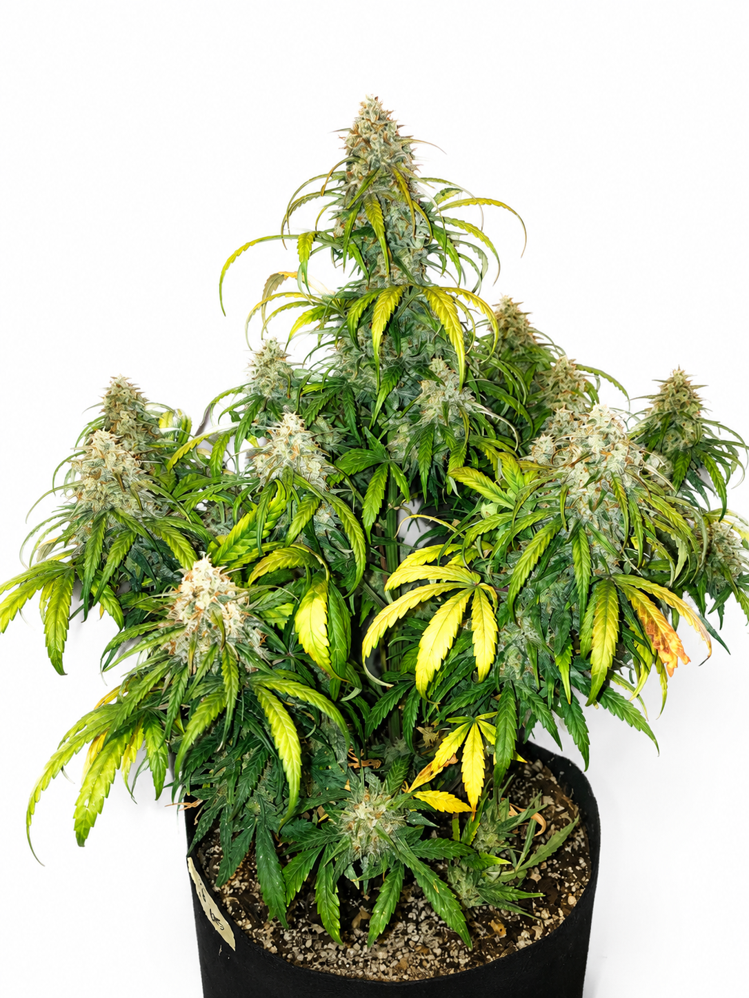 GORILLA GLUE AUTO - GRANELSEEDS