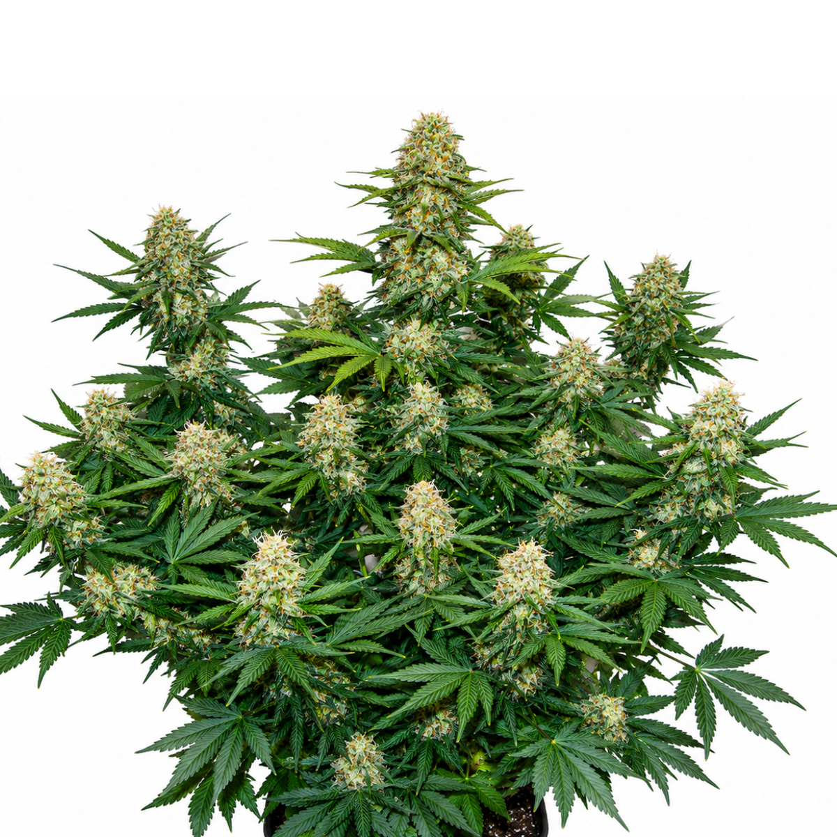 BLUEBERRY MAZAR AUTO - GRANELSEEDS