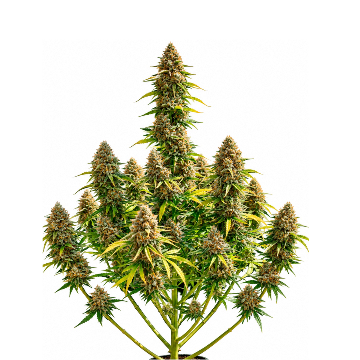 COLOMBIAN GOLD FEM - GRANELSEEDS