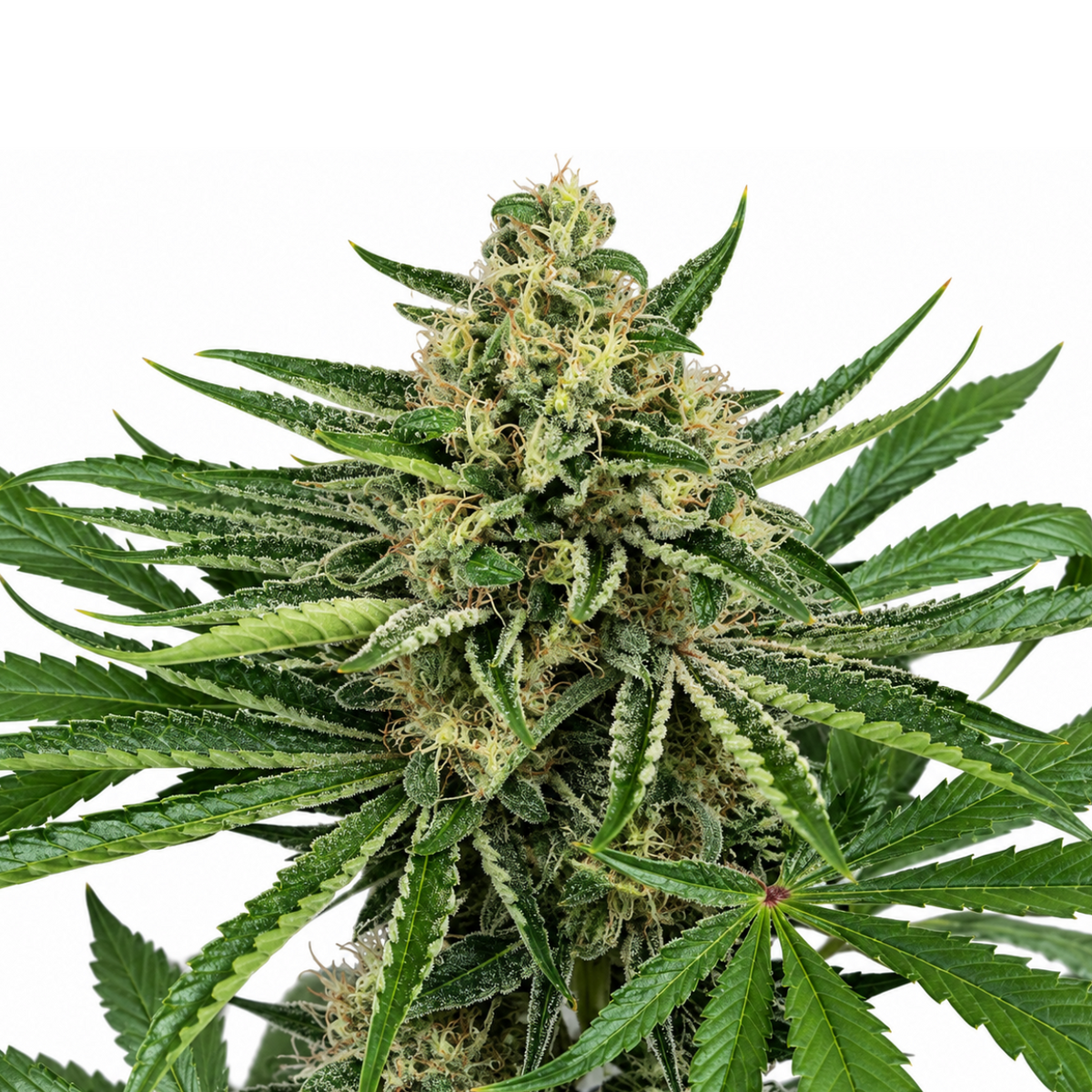 CBD TONIC FEM - GRANELSEEDS