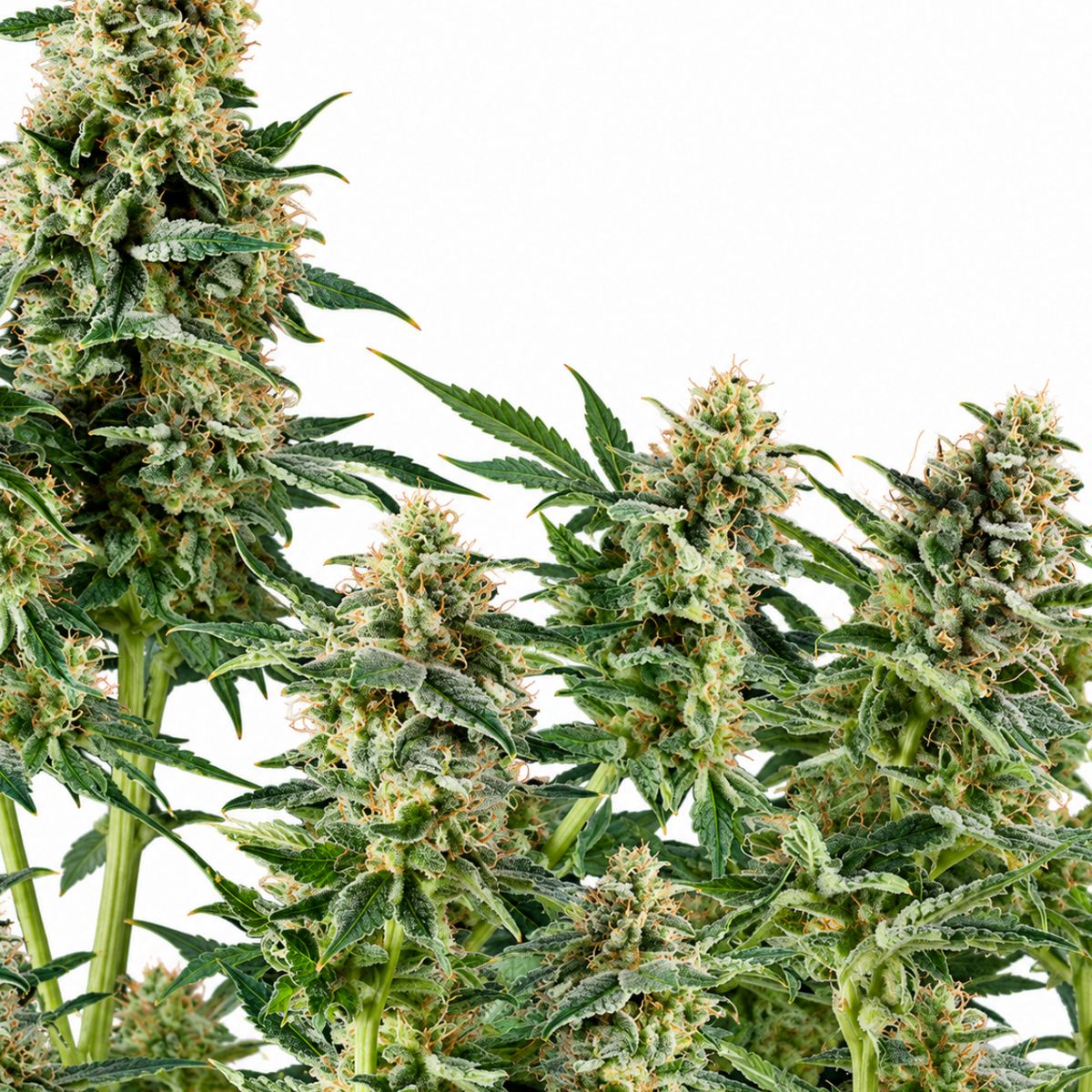 DEEP MANDARINE CBD FEM - GRANELSEEDS-2