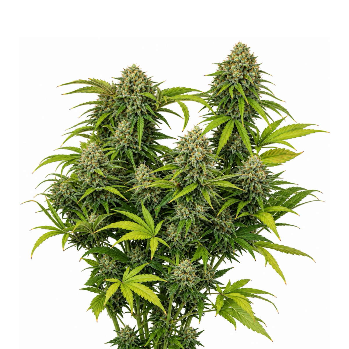 GRAPE FRUIT AUTO - GRANELSEEDS-2