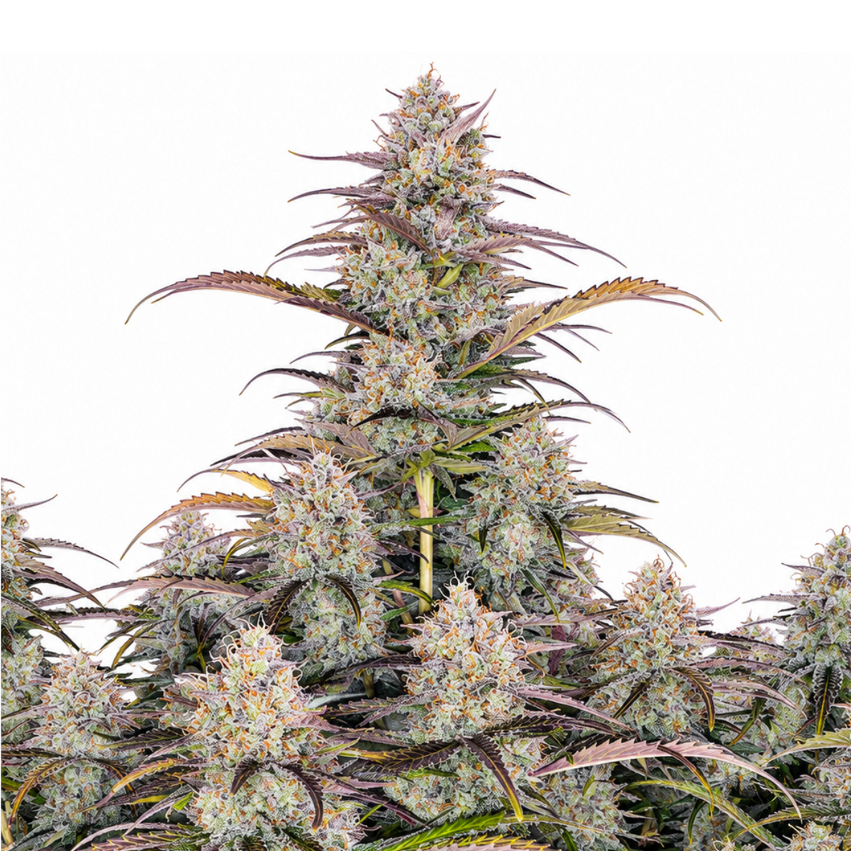 GREEN CRACK AUTO - GRANELSEEDS