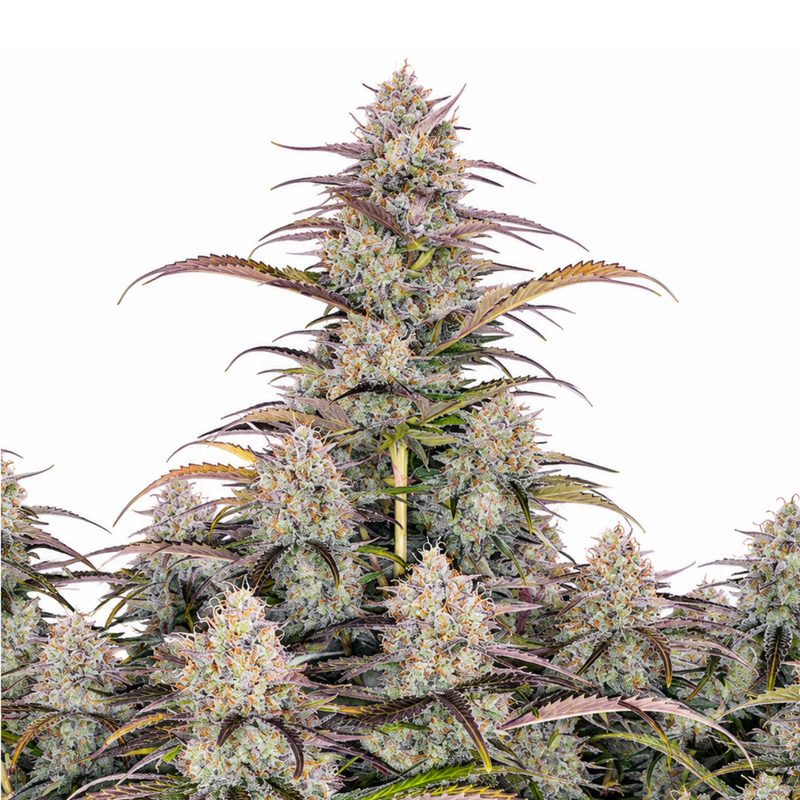 GREEN CRACK AUTO - GRANELSEEDS-2