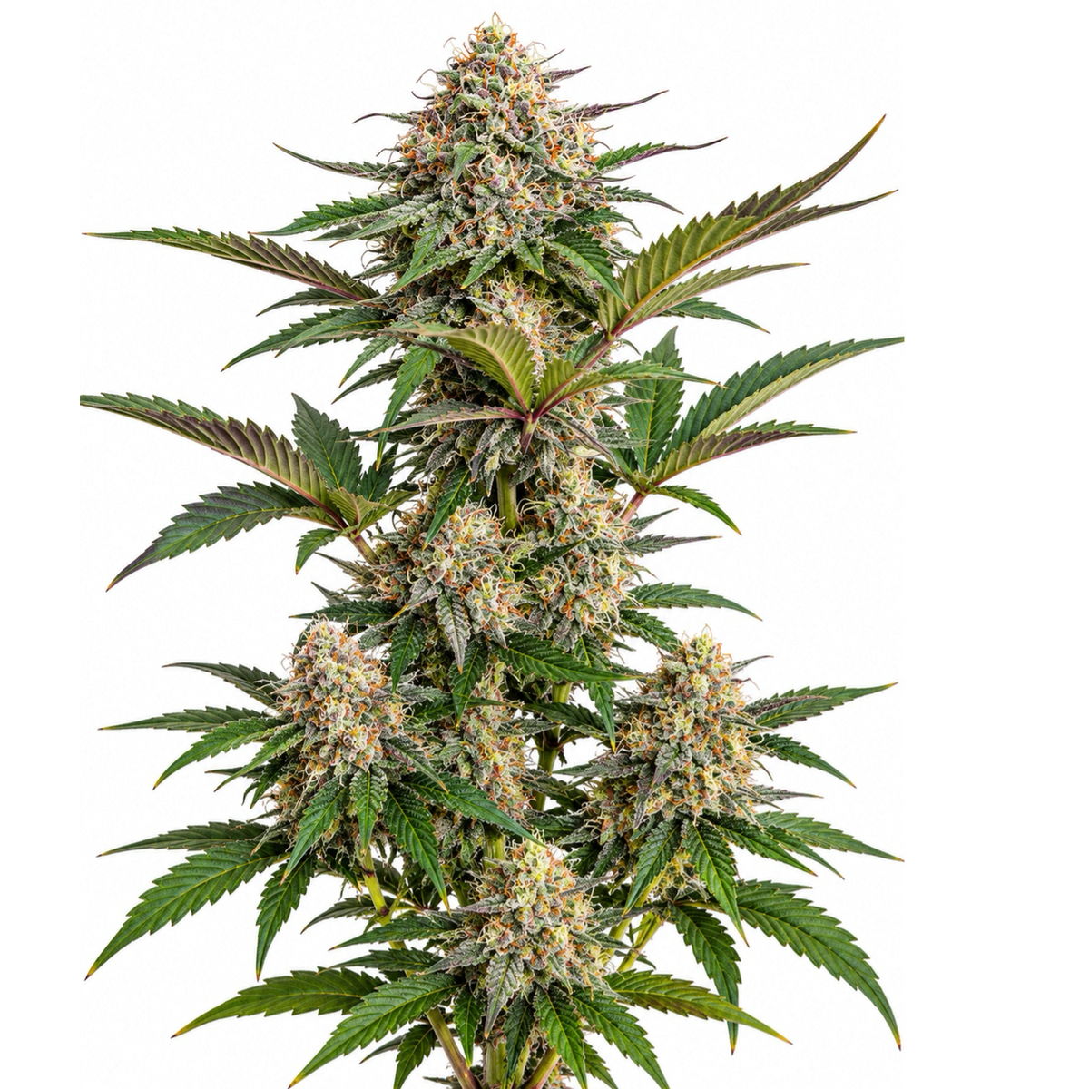 CRITICAL CARAMEL AUTO - GRANELSEEDS