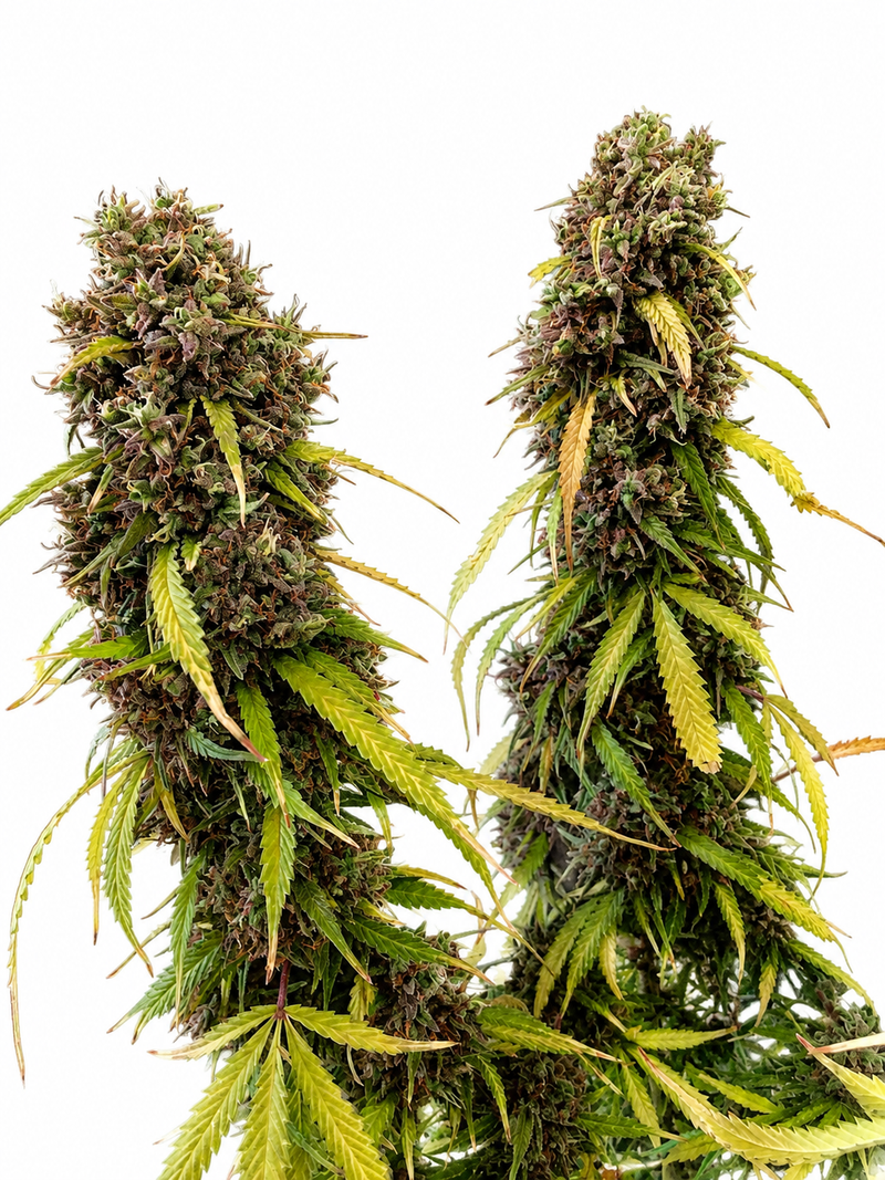 CREAM CARAMEL FEM - GRANELSEEDS-2