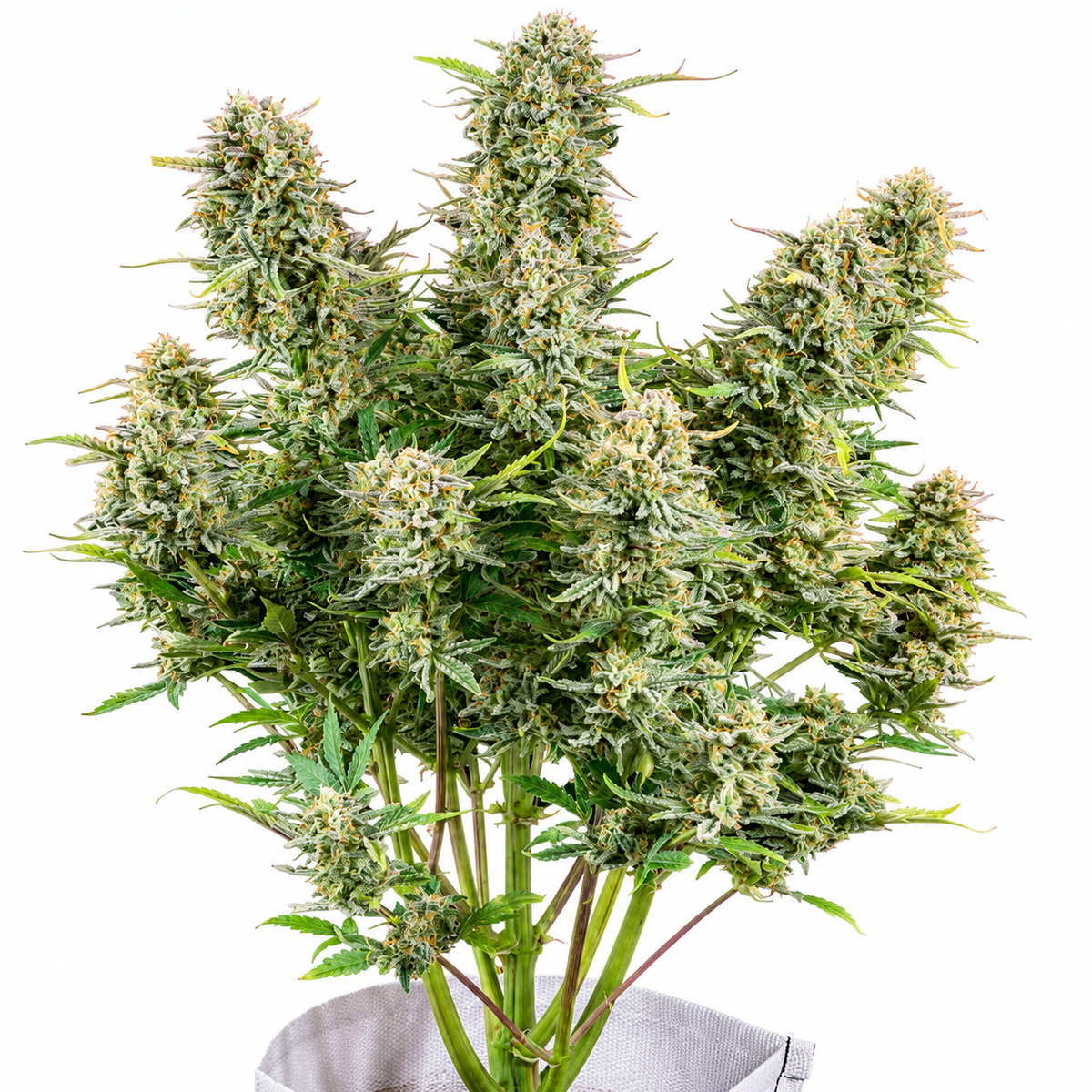 BRUCE BANNER FEM - GRANELSEEDS