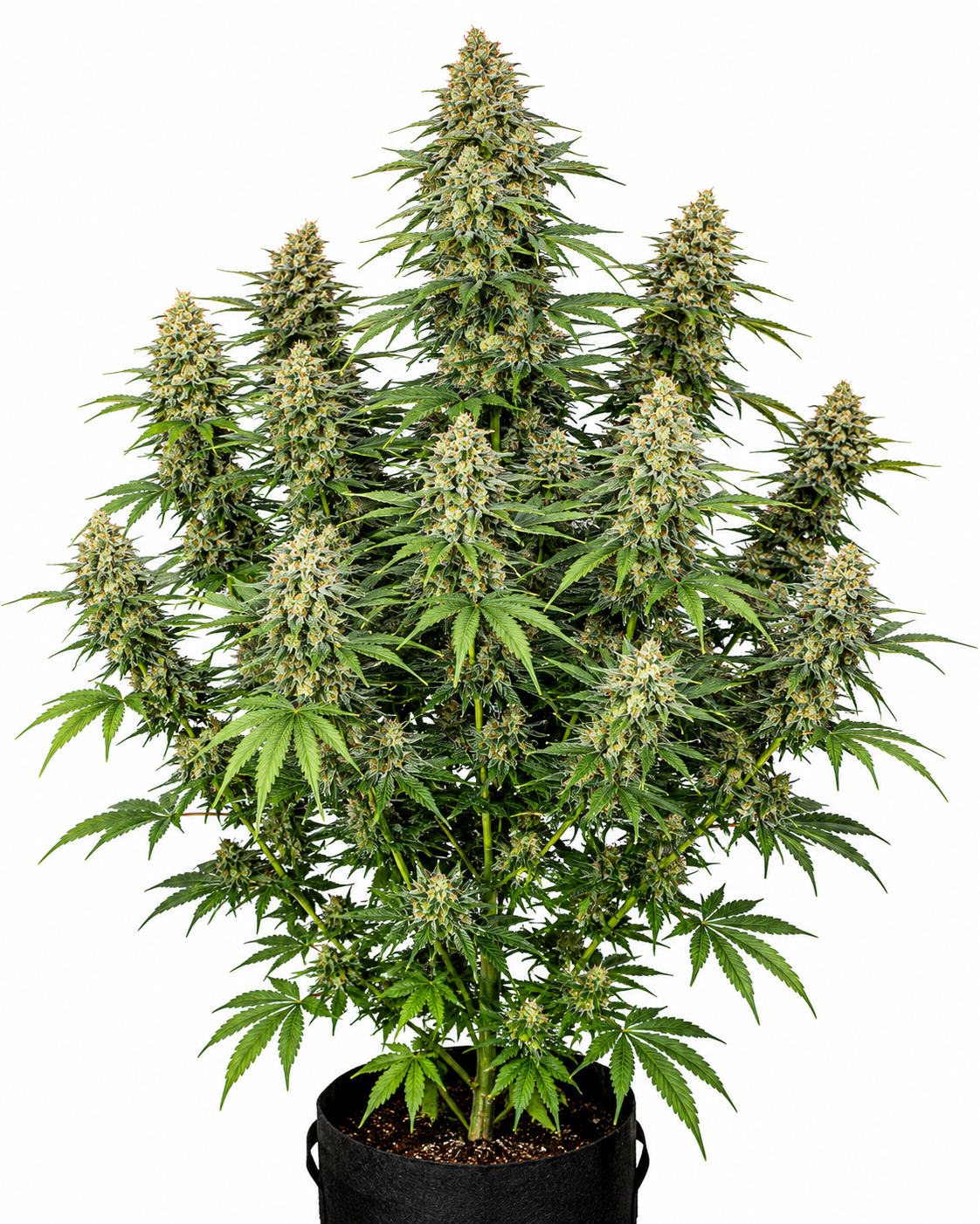 GORILLA GLUE FAST - GRANELSEEDS-2