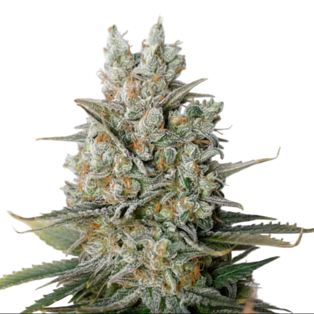CRITICAL BILBO FEM - GRANELSEEDS-3