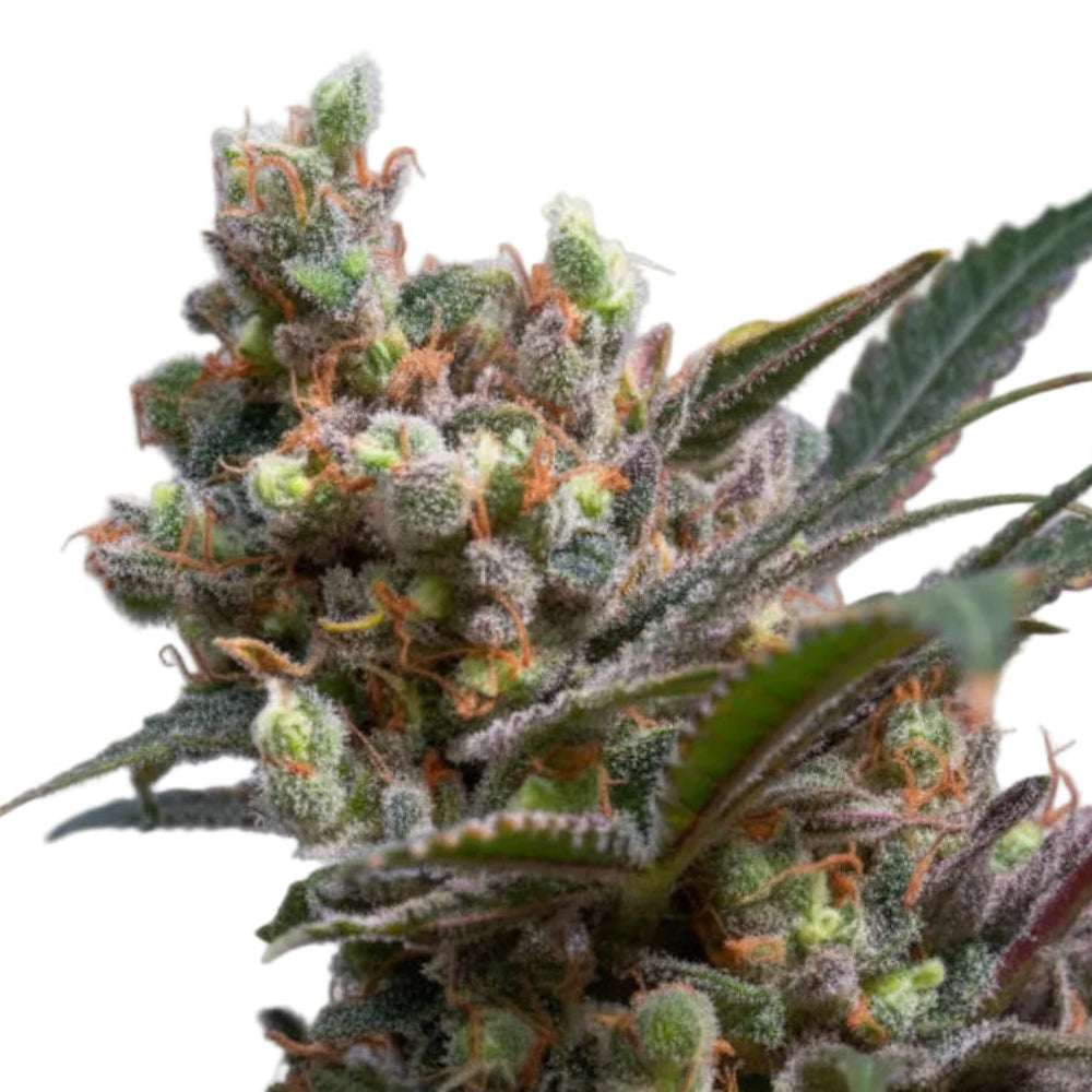 CRITICAL BILBO GRANELSEEDS