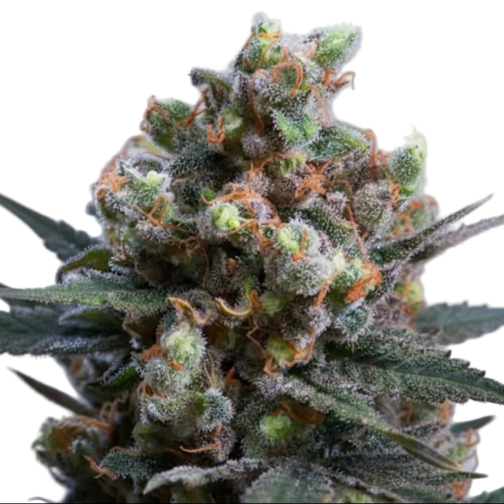 CRITICAL BILBO GRANELSEEDS