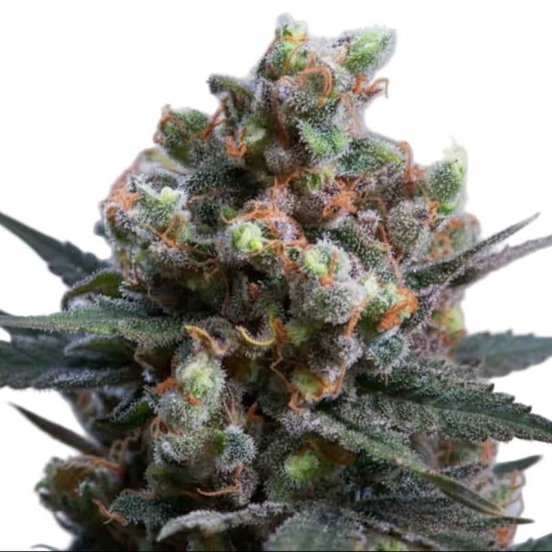 CRITICAL BILBO FEM - GRANELSEEDS-2